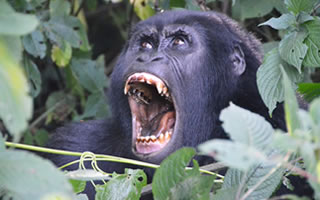 bwindi-gorilla-crying
