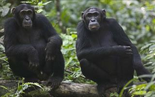 kibale-chimpanzees